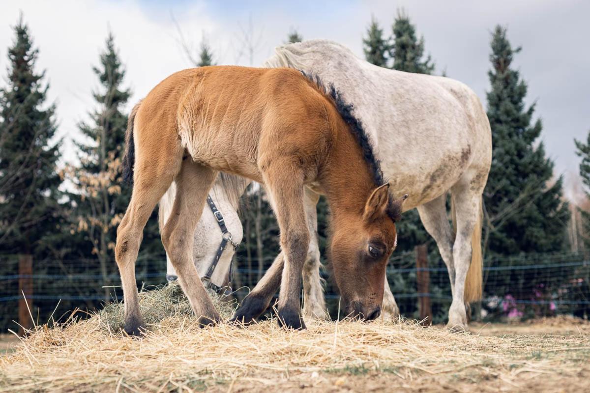 Biskupice Kocurów Sokole Ranczoヴィラ エクステリア 写真